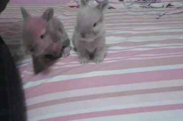 Baby Bunnies Day: 16