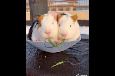 Cute couple of rabbit