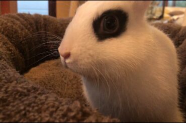 Cute rabbit nose twitching
