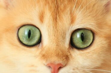 The eyes of my British Shorthair cats 👀