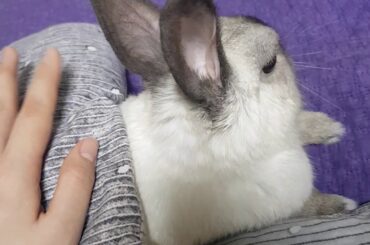 이불 덮은 토끼 '그레이' 토닥토닥 So cute Rabbit "Gray" under the covers