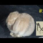 My Baby Bunny when I go near his treat box | Roni The Rabbit | #19