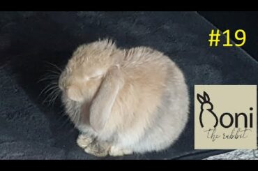 My Baby Bunny when I go near his treat box | Roni The Rabbit | #19