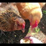 Cute and Funny Glimpses of Life at Buc~A~Buc Farm