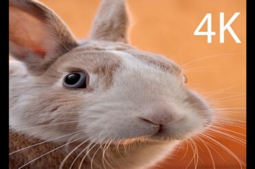 Funny Baby Bunny Rabbit Videos | Cute Bunny | Beautiful Rabbit