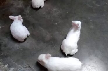 The Cutest Baby Bunny Rabbit