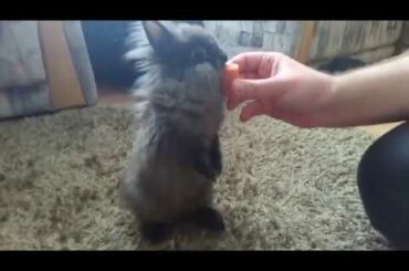 Gizmo the Bunny eats carrots