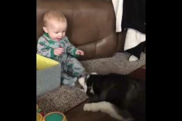 LOVELY CUTE DOG PLAYS WITH BABY ! DOG VIDEOS ! PUPPY VIDEOS !