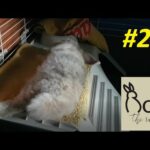 This is how my Baby Bunny flops | Roni The Rabbit | #26