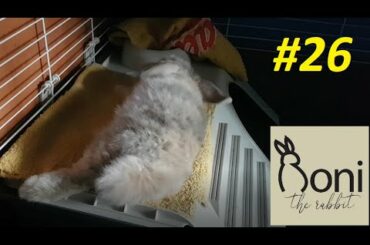 This is how my Baby Bunny flops | Roni The Rabbit | #26