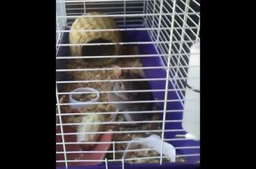 Its a cute bunny!🐰