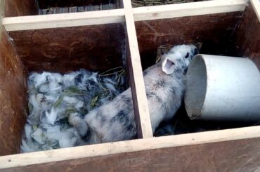 Rabbit delivery house