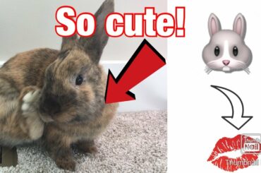 bunny lick my shoulder! So cute have to watch! 🐰💋