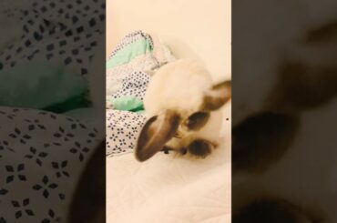 my bunny washing her cute lil face