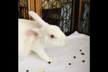 Bunny yawning (not HD)