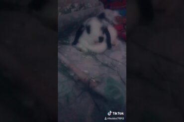 My cute little rabbit