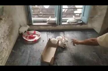 Baby Belgian rabbits