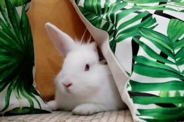 Conejita Graciosa, Funny and Cute Bunny.