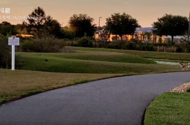 cute Mango want to catch the wild rabbit  萌狗试图追野兔子，可惜功力尚浅。