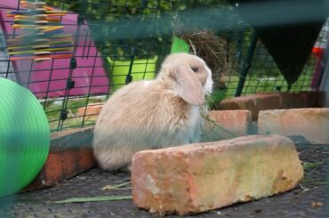 Relaxing Video of Baby Mini Lop Rabbits