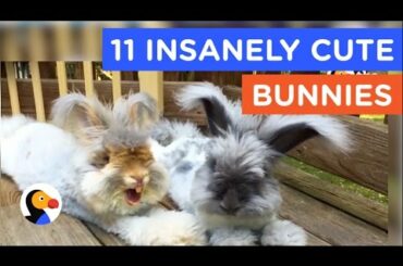 11 INSANELY CUTE BUNNIES : Bunny Video Compilation | The Dodo Best Of