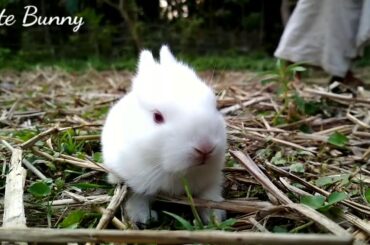 Cute Bunny video 🐇 | My 6 baby rabbit | Cute Animal