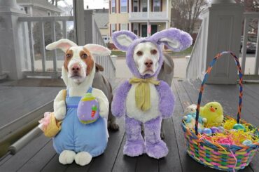 Bunny Dogs Trick or Treat on Easter: Funny Dogs Maymo & Potpie vs Giant Bunnies