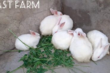 How to properly wean Rabbit Babies- The right Age || East Farm || Episode 14
