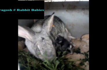 Rabbit Babies # new born to 15 days