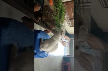 White bunny| bunnies playing| cute rabbits| rabbits eating grass| white rabbit playing and eating