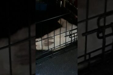 My adorable baby bunny is bord