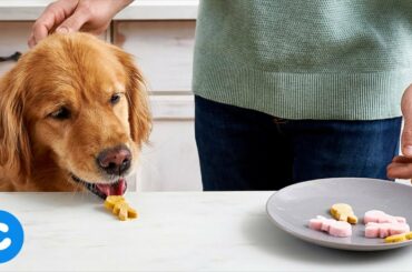 DIY Dog Treats - Classic Easter Bunny Dog Treats | Chewy Eats