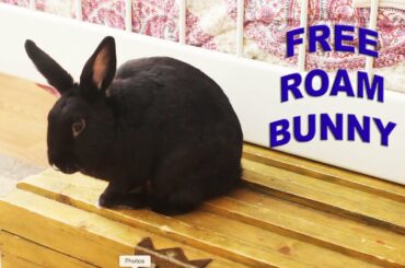 Tips on Living with a Free Roam Bunny