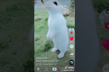 Cute rabbit video