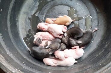 The cute baby bunnies | 10 baby rabbits 🥰🥰