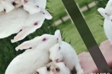 Some beautiful 😘 and cute😍 memories of my baby bunnies 🐇🐰