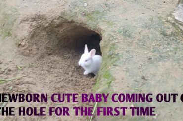 Newborn bunny baby #CUTE ANIMAL BABIES