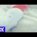 Cute rabbits video