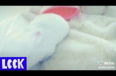 Cute rabbits video