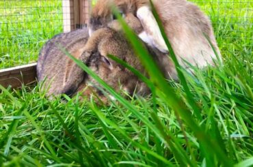 Bunnies flopping ( so cute )
