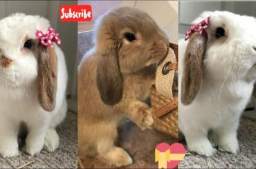 Funny Rabbits Video/Cute Bunnies Playing Together/Funny Moments Of Bunnies /cute Rabbits