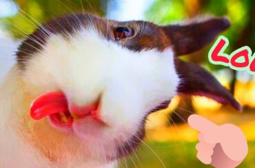 What a lovely rabbits and bunnies video, funny and cute animals 🐇❤️🤣