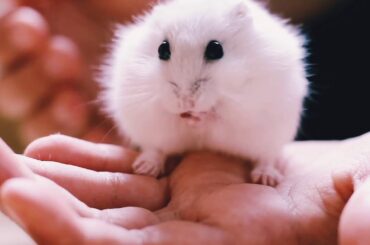 Cute baby hamster 🤩😍🐇🐀