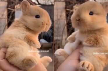 🐇 CUTE and FUNNY RABBITS Compilation ❤️ - Adorable Rabbits - Pets Life YT 2020