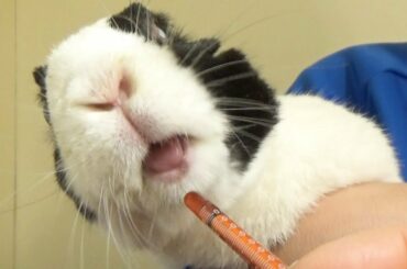 Rabbit taking medicine!