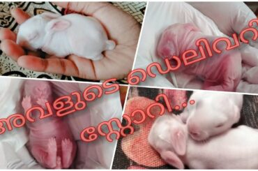 Cute bunny/Delivery/How does a rabbit feed her kitten?/ഒരു മുയൽ കഥ /Stages of bunny growth/Pet love