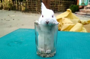 Cute bunny | Cute baby Rabbit | Cute Rabbit Video