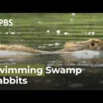 Swimming Rabbits Caught on Camera