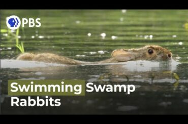 Swimming Rabbits Caught on Camera