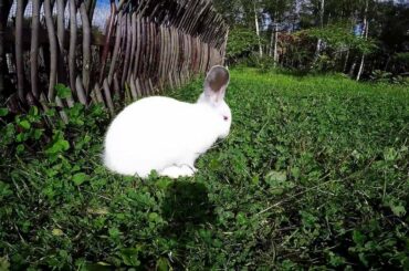 Cute white rabbit in the wild